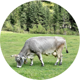 image-cow